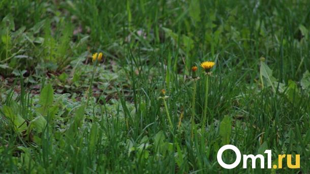 Ожоги и потеря зрения: в Омской области обнаружили опасное растение