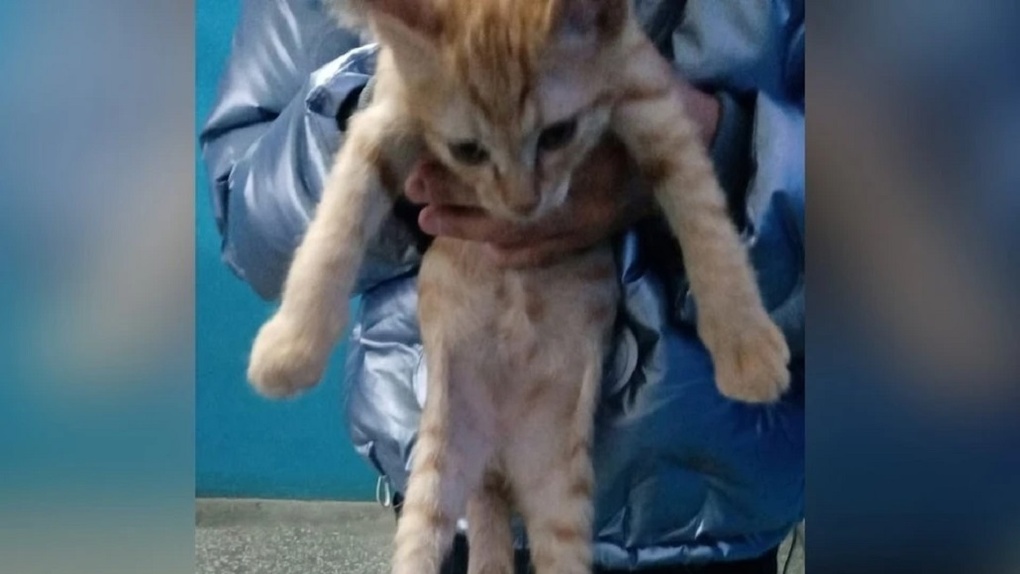 Отрезали брови и усы: живодёры жестоко издевались над голодным котёнком в Новосибирске