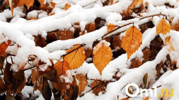 Зима в Омской области оказалась малоснежной