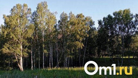 В Омской области начнут обрабатывать леса от непарного шелкопряда