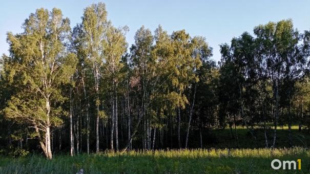 В Омской области начнут обрабатывать леса от непарного шелкопряда