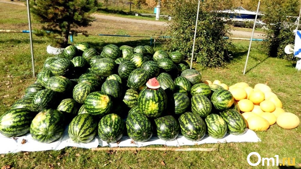 Отравление и госпитализация: эксперт Робинсон рассказал новосибирцам, какие фрукты опасно покупать в июле