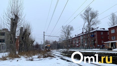 Вызывали полицию на каждое кронирование. Омич рассказал, как убедил мэрию правильно обрезать деревья