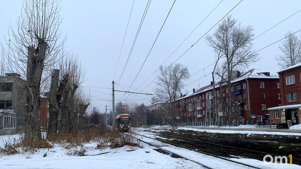 Вызывали полицию на каждое кронирование. Омич рассказал, как убедил мэрию правильно обрезать деревья