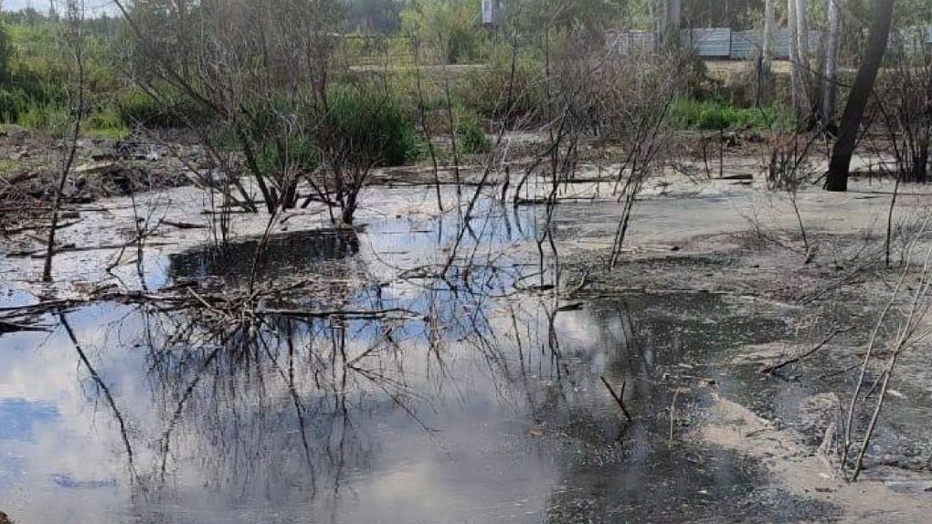 Деревья массово гибнут: озеро из опасных отходов обнаружили в Новосибирске