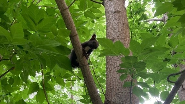 Чёрную белку заметили жители новосибирского Академгородка — почему у неё такой окрас