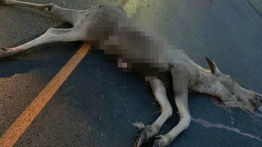 «Умер на месте»: лось трагически погиб от удара «Газели» под Новосибирском