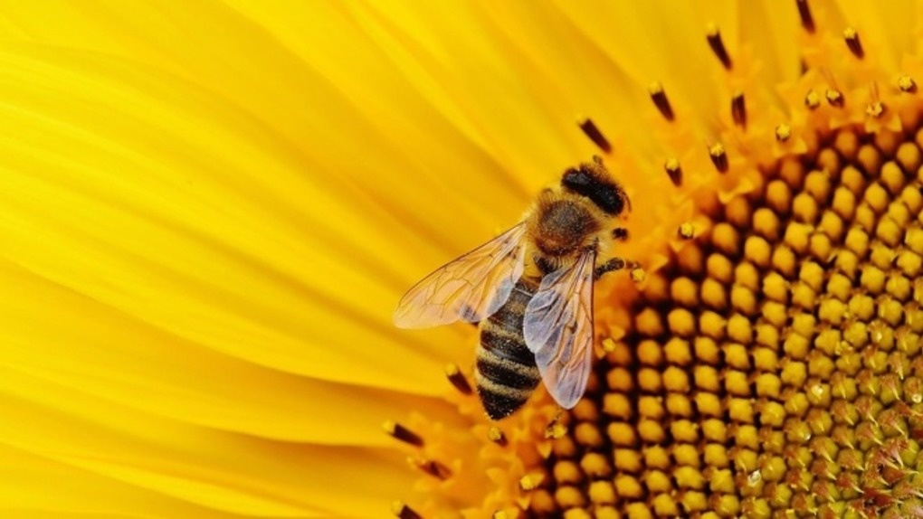 Россельхознадзор расследует случаи массовой гибели пчёл в Новосибирской области