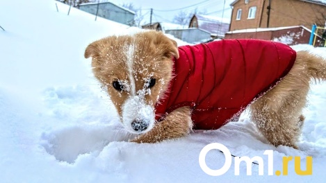 От -30 до -5 за сутки. Синоптики предсказали омичам долгожданное потепление