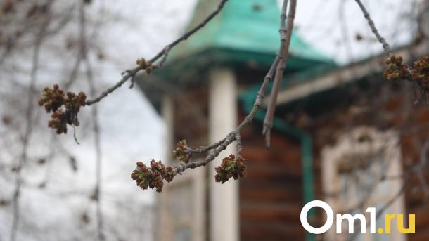 Тепло возвращается: на майских праздниках в Омске будет +25