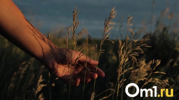 Омские агрофирмы и фермеры подделывали декларации на зерно