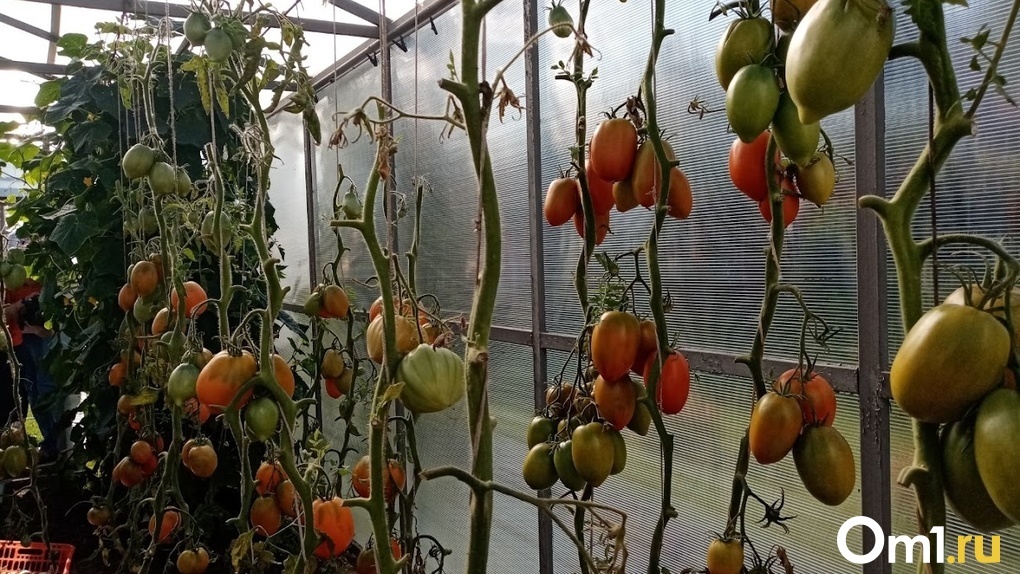«14-килограммовая капуста и огромный томат»: овощи-гиганты вырастила жительница Новосибирска. ФОТО