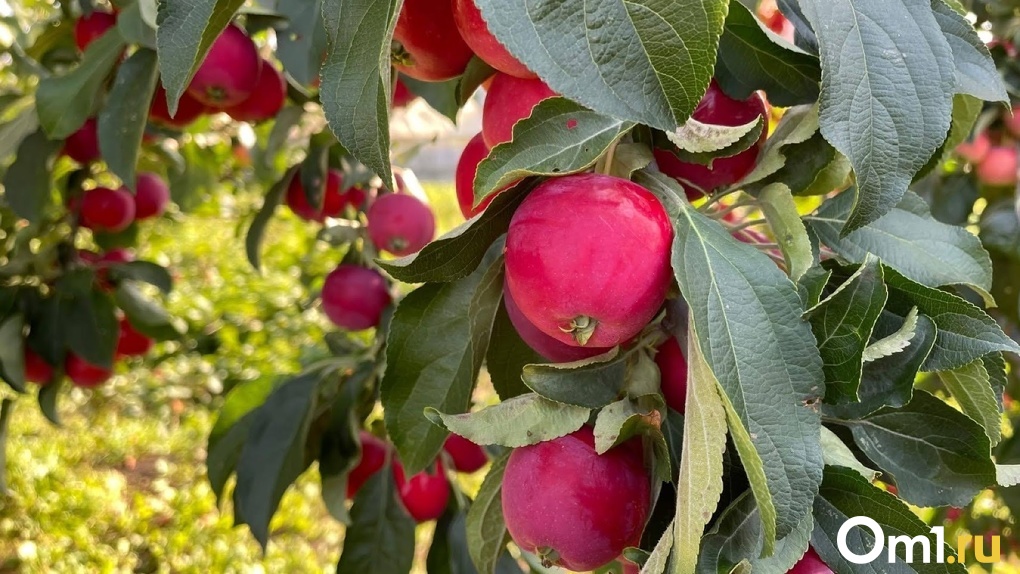Омск расцветает: в микрорайоне «Рябиновка» высадят яблоневый сад