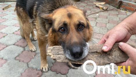 От омских зоозащитников убежал грустный пёс с большой раной