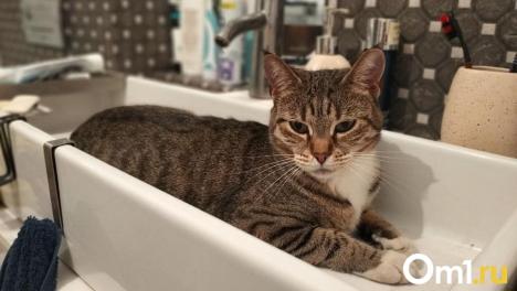 Жители одного из омских округов на целый день останутся без холодной воды