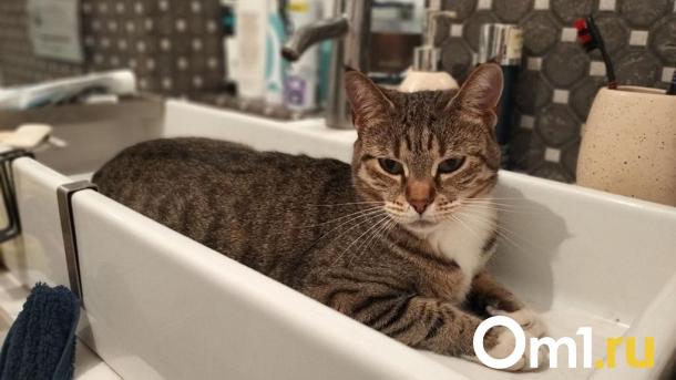 Жители одного из омских округов на целый день останутся без холодной воды