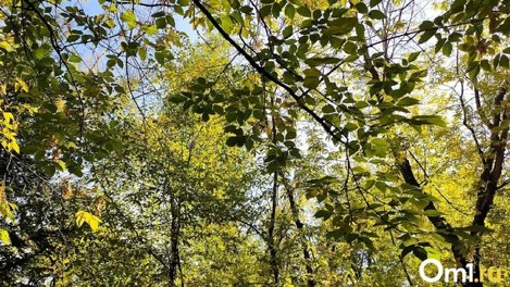 Ад для аллергиков: что будет цвести в Омске летом и как это пережить