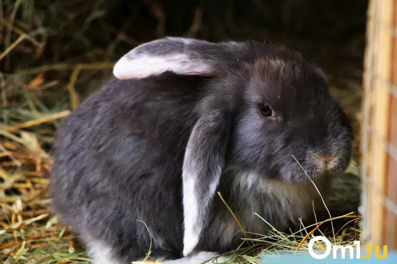 Изображение фоторепортажа