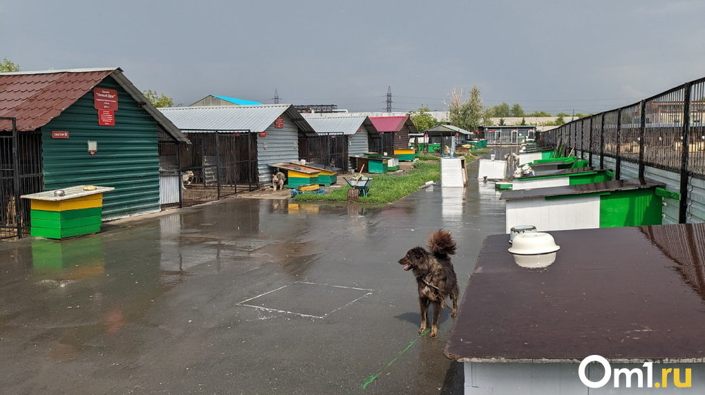 В центре Омска стая собак набрасывается на детей