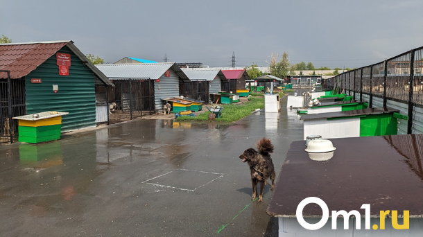 В центре Омска стая собак набрасывается на детей
