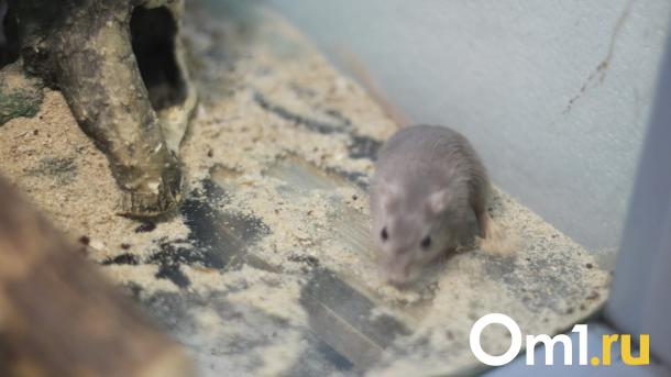 «Крысы размером с кошку» терроризируют омичей в Чкаловском