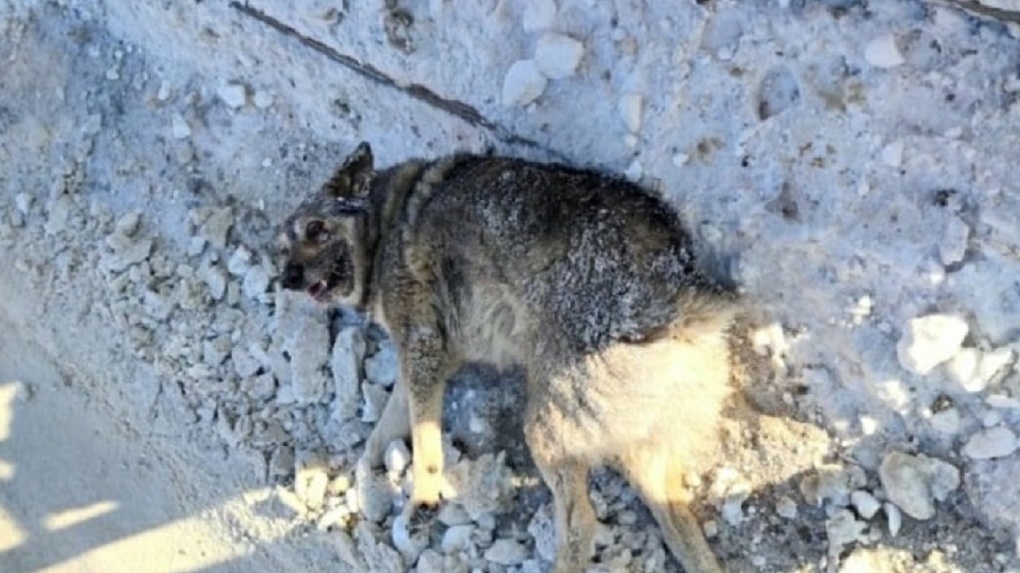 В Омске ищут водителя машины, который оставил умирать собаку на дороге