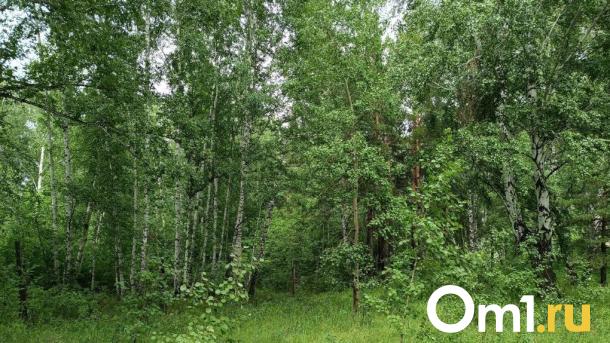 Вызывает мощную аллергию: новосибирцев предупредили об опасности непарного шелкопряда