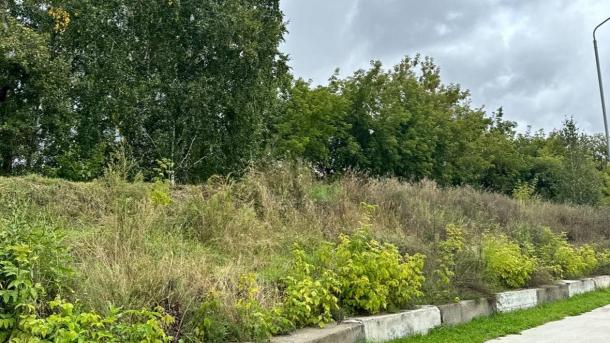 Парк «Чербузы» изменит облик Новосибирска: решения в проекте