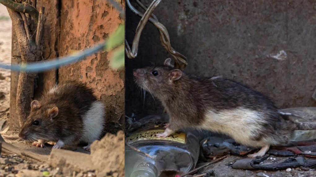 «Очень милые»: семью крыс у мусорных контейнеров заметили новосибирцы