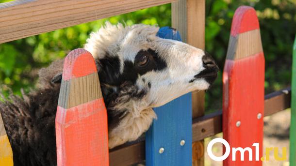 Зоопарк в Большеречье будет работать бесплатно в День защиты детей