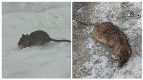 Кошмар во дворе МКД: фото и видео полчищ крыс показали жители Новосибирска