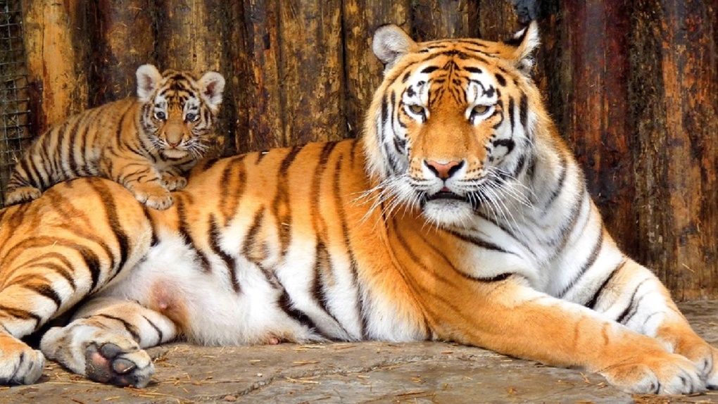 В зоопарке под Омском появились три новых тигра