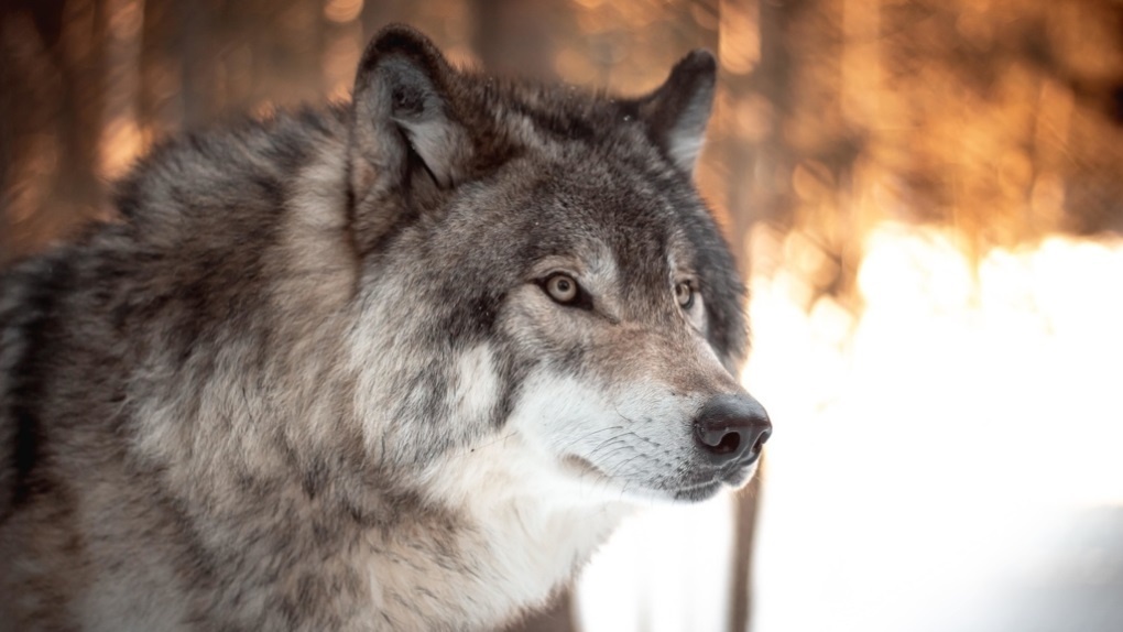 Жителей омской деревни напугали волки