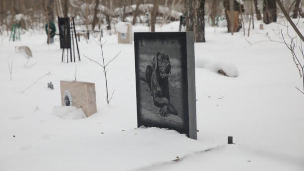 Новосибирцам, выбрасывающим мёртвых питомцев, грозят штрафы