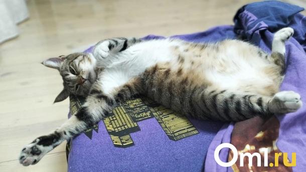 Врач объяснил омичам, почему важно ложиться спать до полуночи