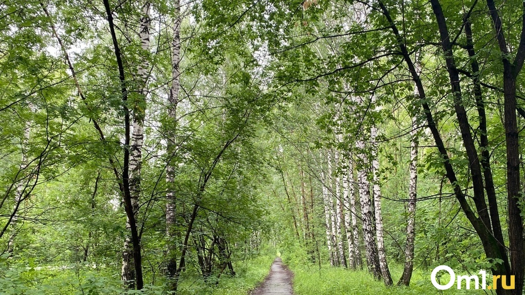 В Нарымском парке Новосибирска спилят 177 деревьев