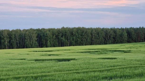 В Омской области на полях появились необычные геометрические узоры