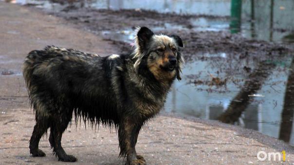 Из-за нападения бездомной собаки на омичку возбуждено уголовное дело