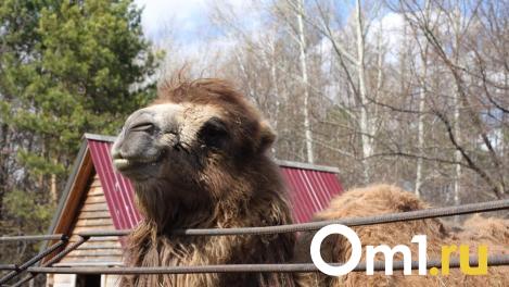 В аномальные морозы на трассе в Омской области нашли стадо верблюдов