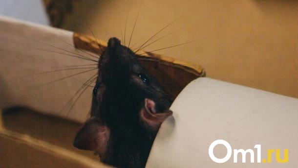 Геморрагическая лихорадка: омичам рассказали, как избежать заражения летом