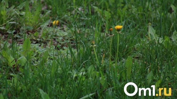 В Омской области обнаружили краснокнижное насекомое с красными рогами