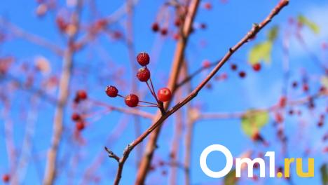 На омском пляже вырубили деревья для благоустройства территории: что будет вместо них?