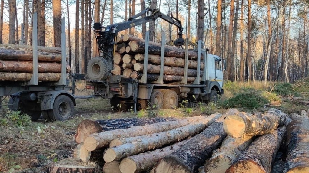 «Нам же никому лес не нужен, не так ли?»: в Чернолучье начали массово вырубать сосны
