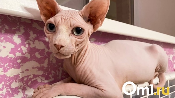 Западные учёные впервые зафиксировали факт заражения человека коронавирусом от кошки