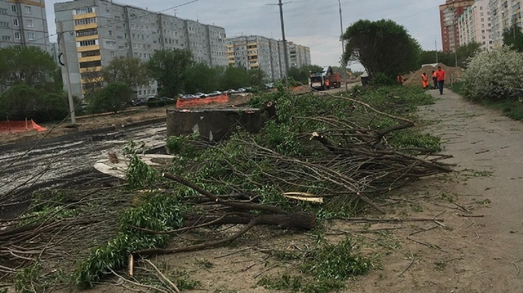 Омичи пожаловались на массовую вырубку деревьев на улице Крупской