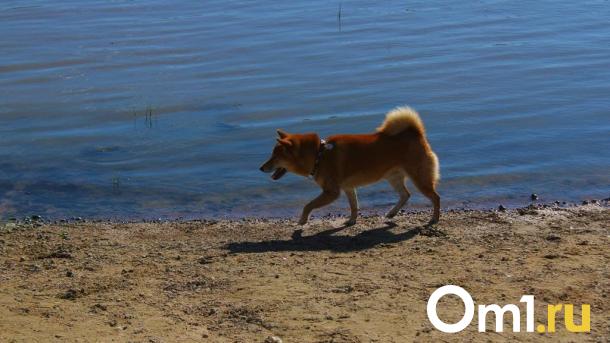 Для омичей, которые не убирают за своими собаками, придумают наказание