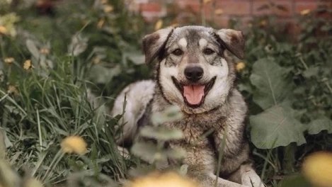 «Вытащила её из под колёс»: собаку чуть не растерзали бродячие псы в Новосибирске