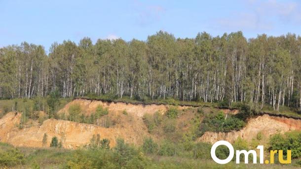 Медведей в Омской области пересчитают по отпечаткам лап