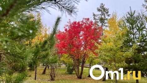 На этих выходных в Омской области потеплеет до +19 градусов