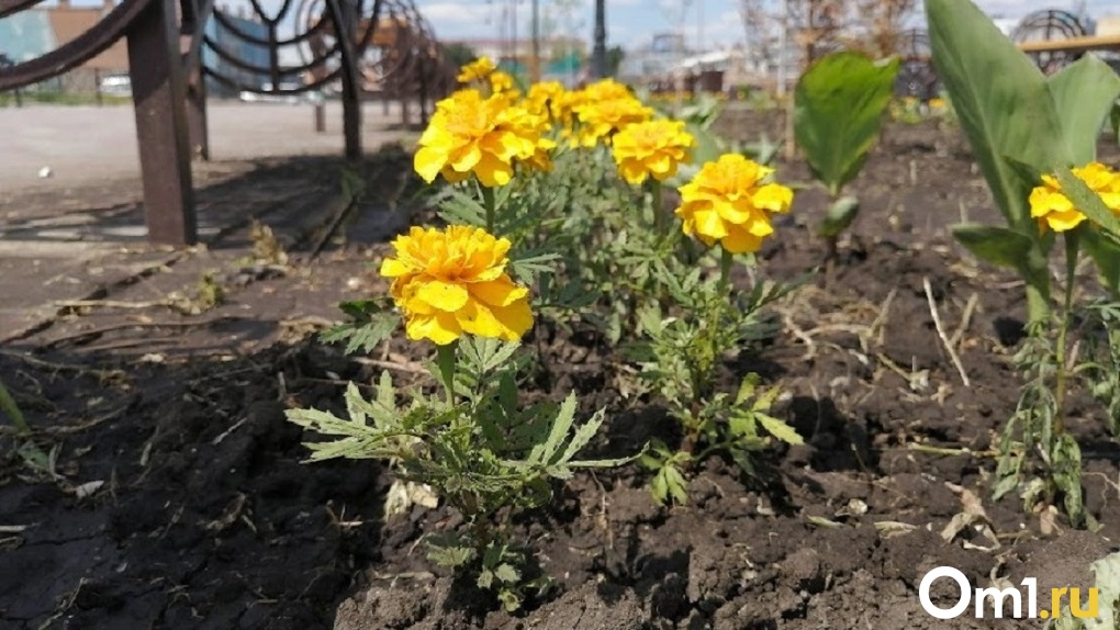 На Левом берегу Омска открылась ярмарка для садоводов «Весенний сад»